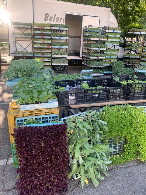 Mercadillo de Los Carros