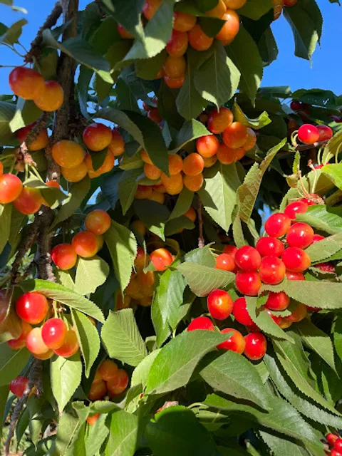 Villa del Sol Sweet Cherry Farms