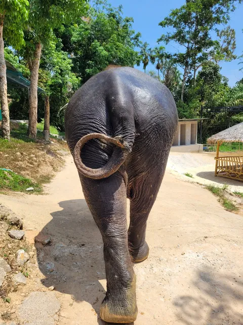 Phuket Elephant Sanctuary Village
