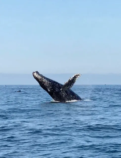 Pacific Offshore Expeditions