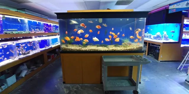 King Aquarium