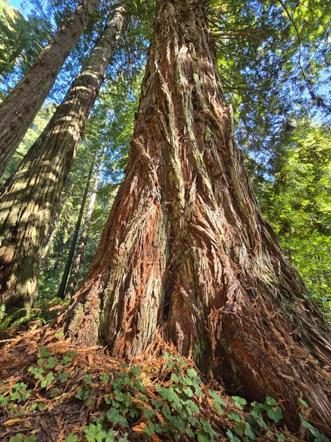Jedediah Smith Visitor Center