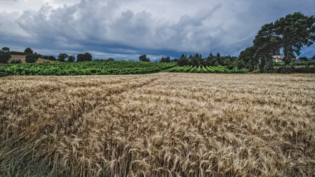 La Lisa - Casa Vacanze in Toscana / Holiday Home in Tuscany