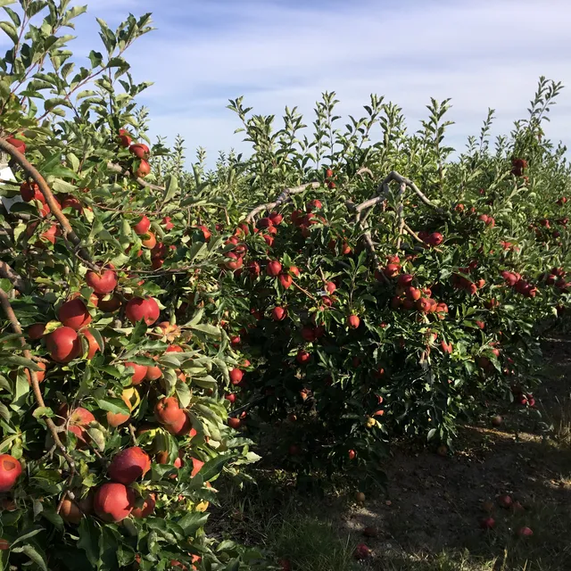 Les Vergers Du Closeau