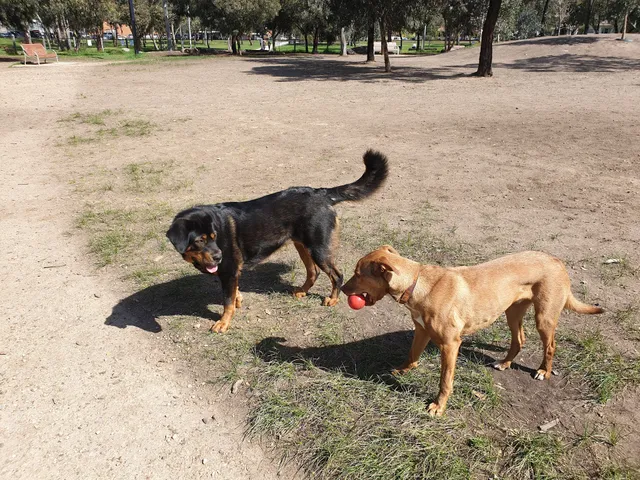Gilpin Park Fenced Dog Park