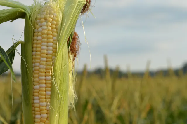 The Witten Farm Market & Greenhouse