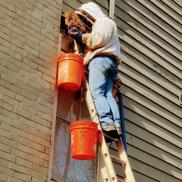 Houston Bee Removal