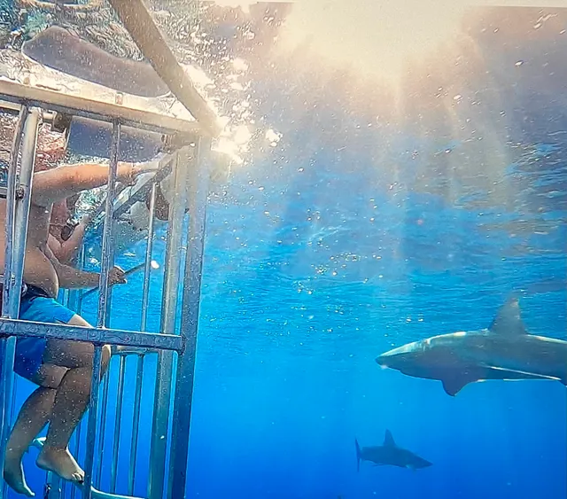 North Shore Shark Adventures