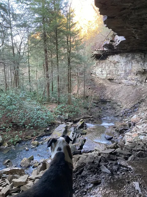 Savage Gulf State Park (South Trailhead)