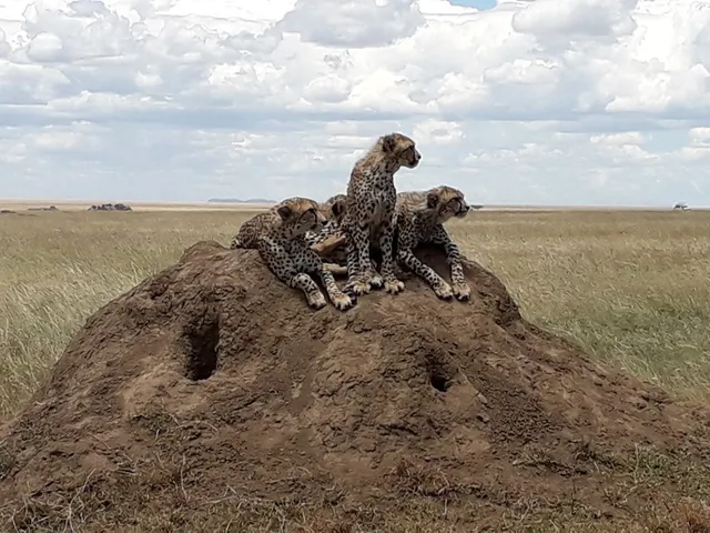 Avocet Tanzania Safaris