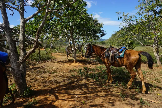 Horse Ride Vinales