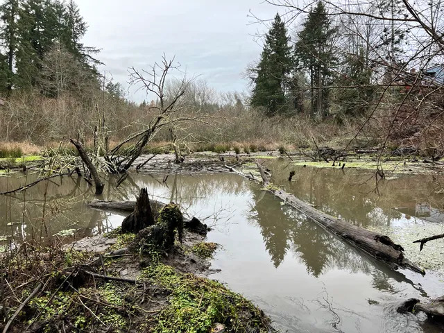 Raleighwood Wetlands Natural Area