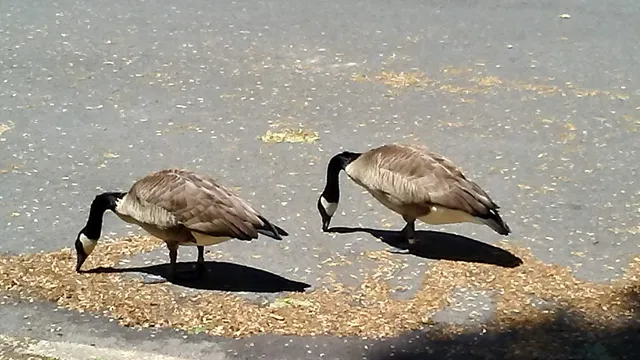 River Edge Bird Sanctuary and Nature Trail