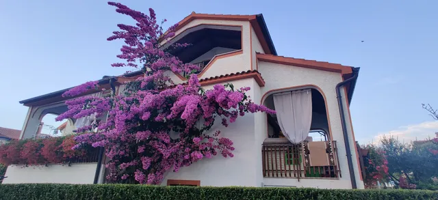 Villa Exotica apartments