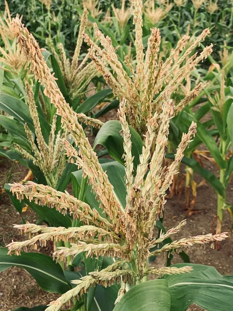 Leahy Farm Stand (seasonal)
