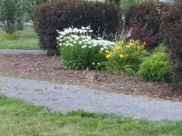 Scarcyny Park and Garden