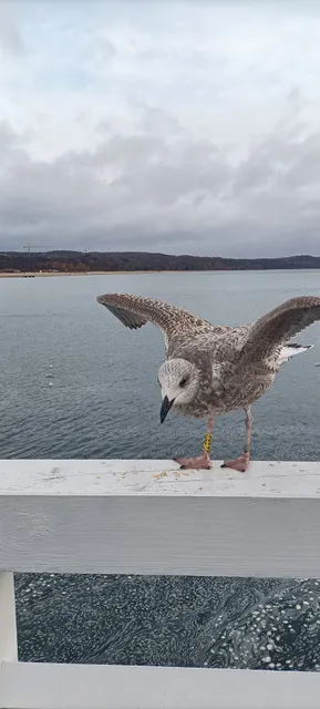 CitySOPOT-Centrum-Dąbrowskiego