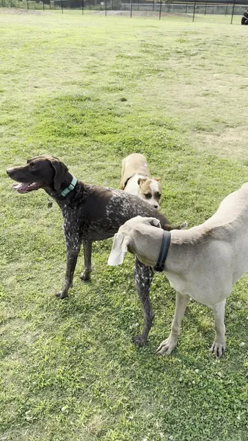 Renaissance Dog Park