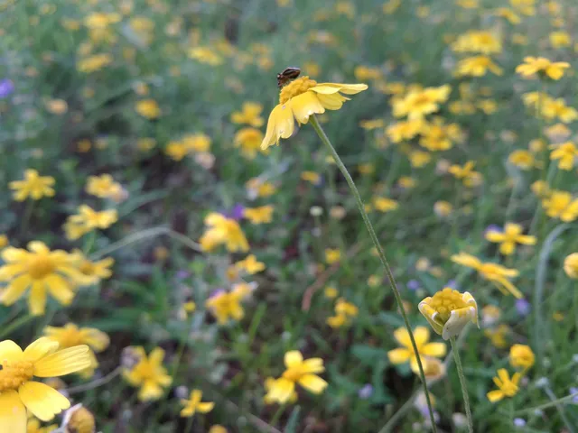 San Marcos-Blanco Cemetery