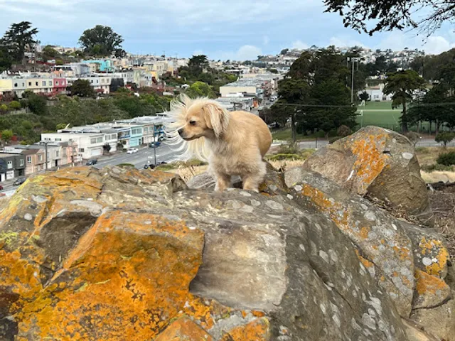 McLaren Park Dog Play Area