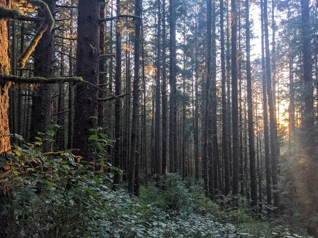 Siltcoos Lake Trailhead #1333