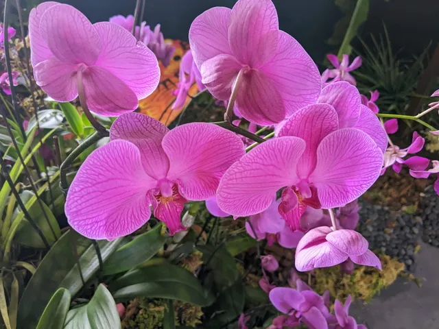 Aunt Sally Kaleohano's Lū‘au Hale