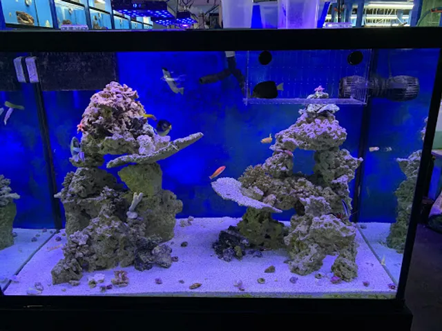 KHC Aquarium