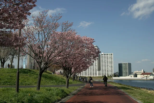 Cherry Blossom Promenade