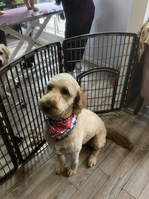 Designer Dogs Salon & Spa LLC