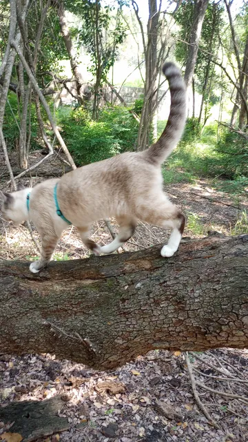 S Pleasant Valley Rd Trail Head - Country Club Creek Trail