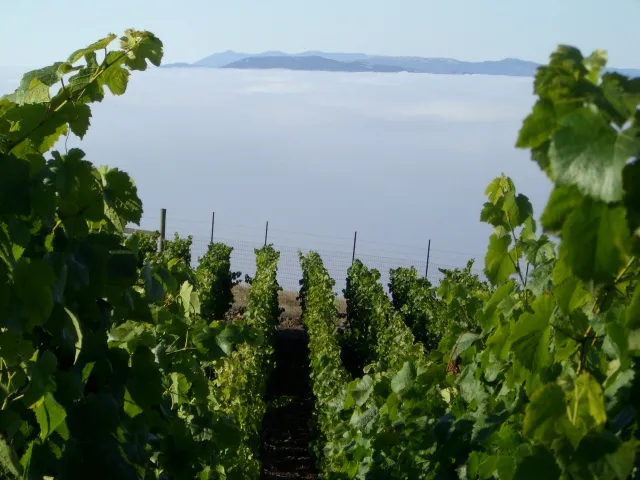 Clouds Rest Vineyards