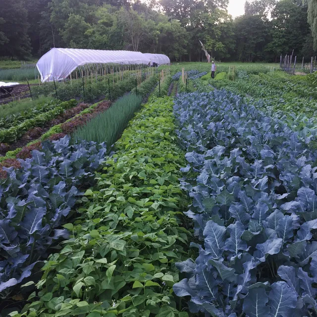 Edible Uprising Farm