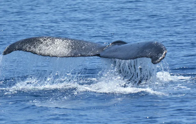 Searcher Natural History Tours