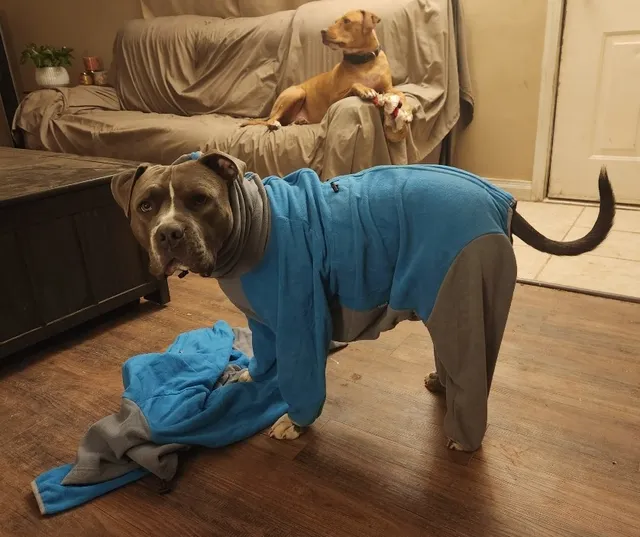 The Backwoods Apparel & Graphics