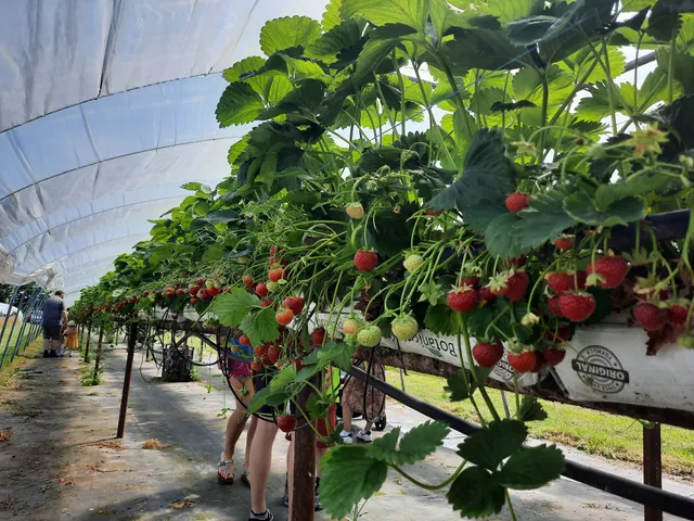 Rutland Water PYO strawberry farm
