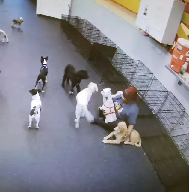 Dogtopia of Oakbrook Terrace