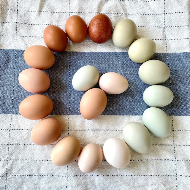 Salt & Light Homestead and Pumpkin Patch