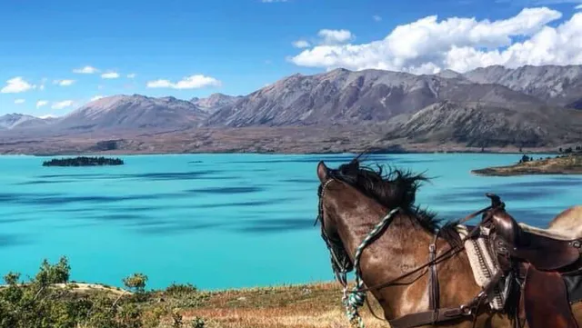Mackenzie Alpine Horses