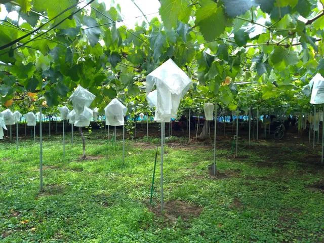 Takanoha Vineyard