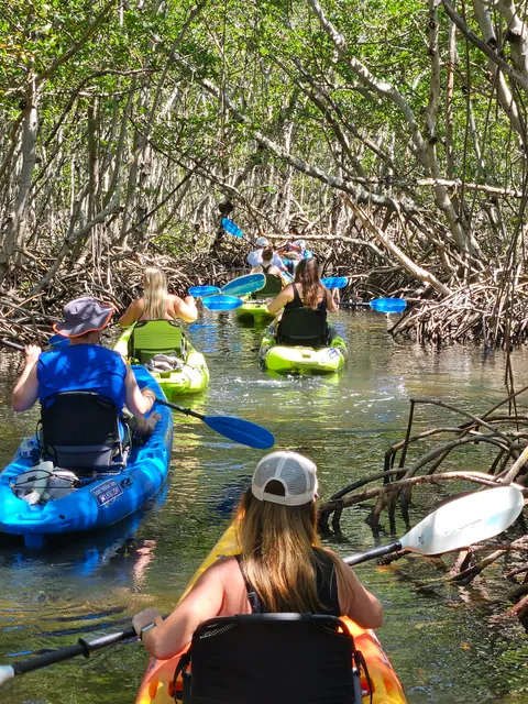 Lido Key Mangrove Kayak Tours