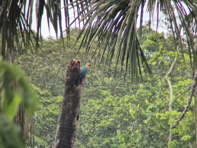 Amazon Wildlife Peru