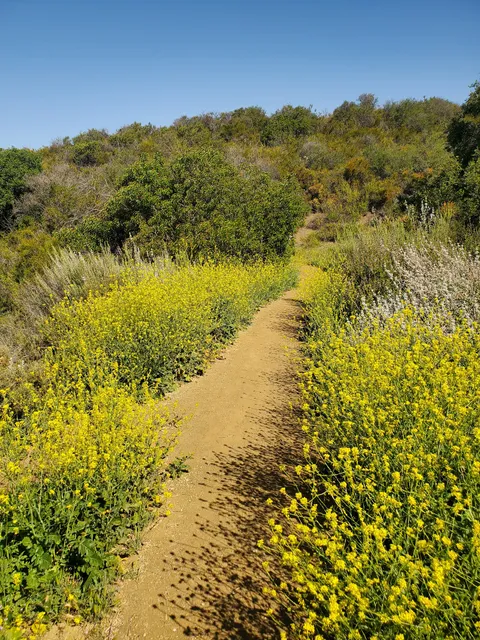 Viewridge Trail in the Santa Monica Mountains