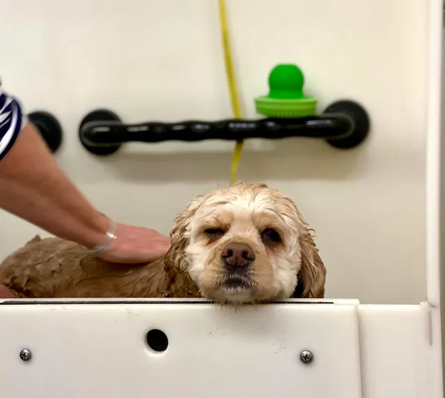 Medway Dog Wash