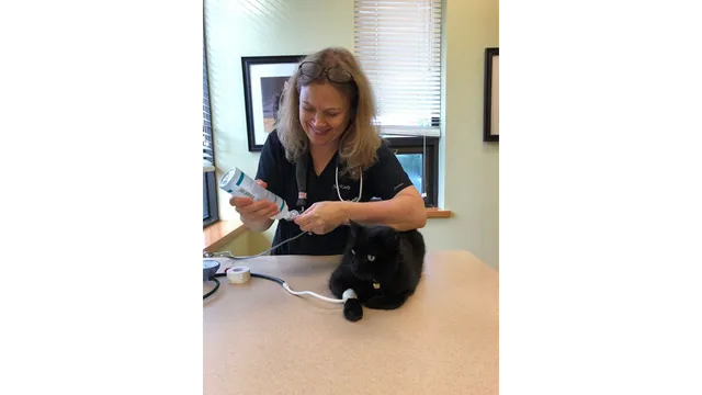 AristoKatz - Veterinary Care for Cats