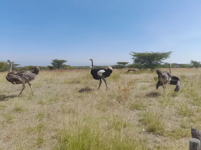 Abijatta-Shalla National Park