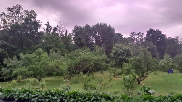 The Shepherd's Market