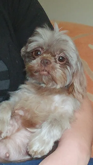 Frilly Fido Shih Tzu