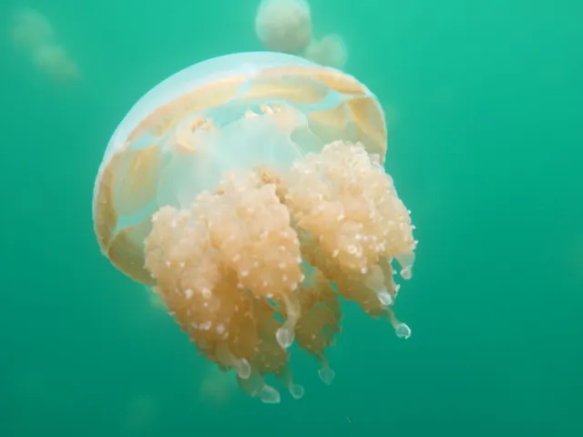 Jellyfish Lake