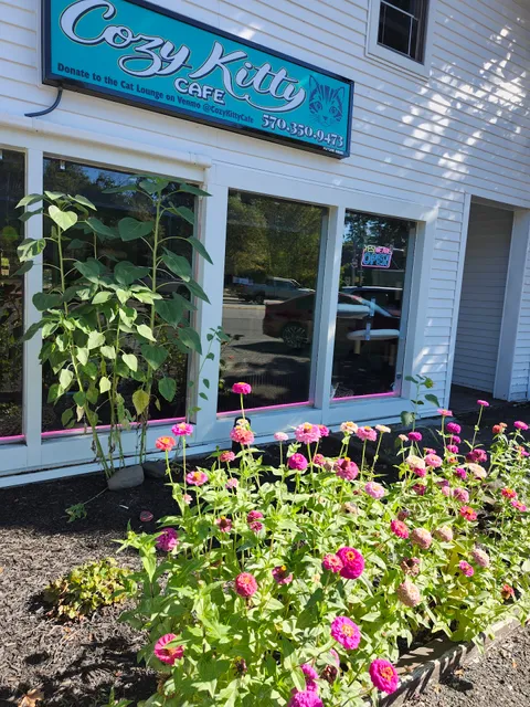 Cozy Kitty Cafe