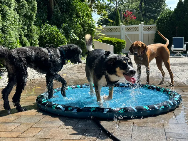 House of The Woofers